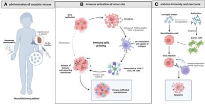 Progress of oncolytic virotherapy for neuroblastoma